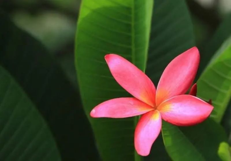 红鸡蛋花的花语 红鸡蛋花的文化背景「红鸡蛋花的花语和含义」